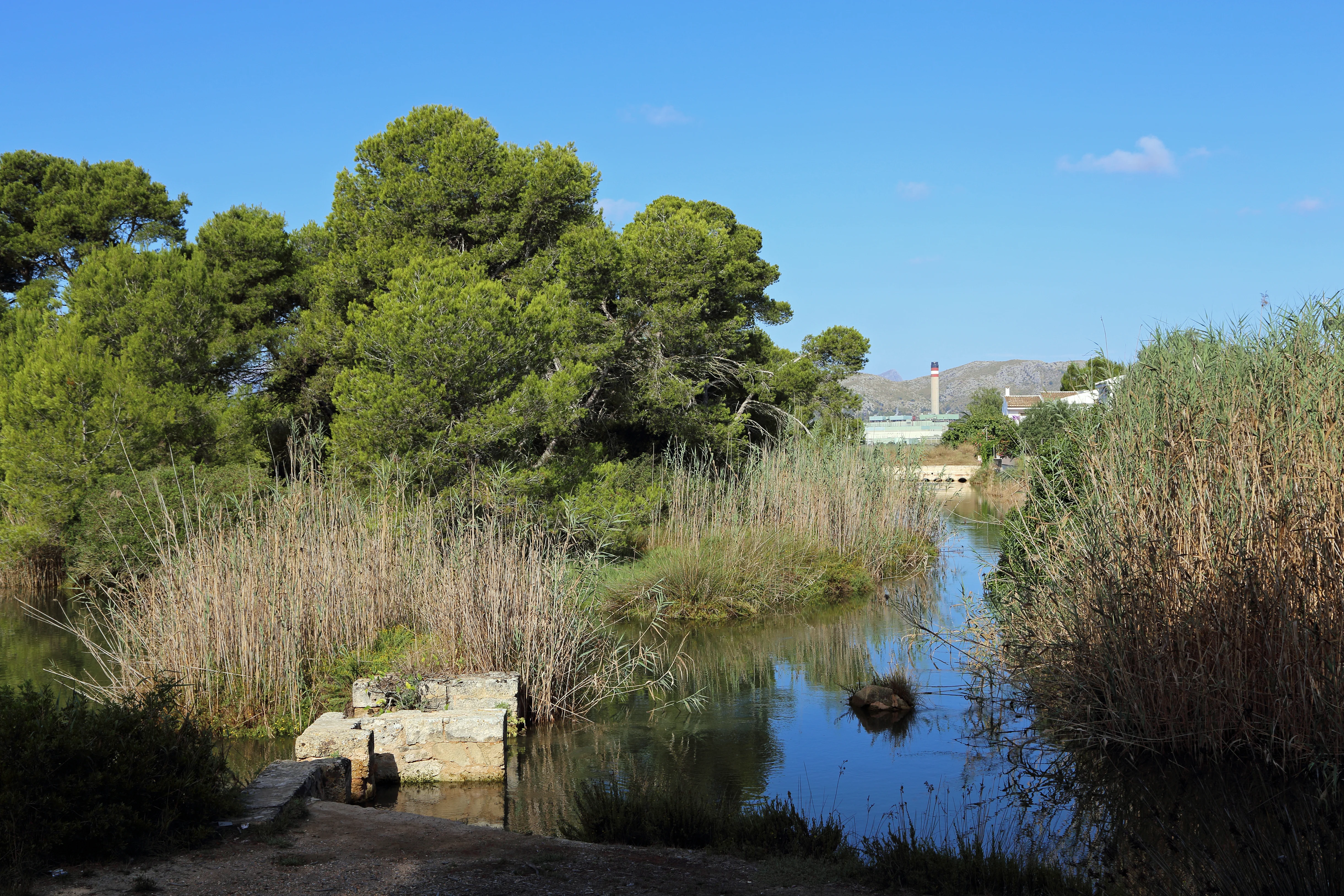 A purple heron standing in the reed beds of S'Albufera Natural Park near Alcudia, Mallorca