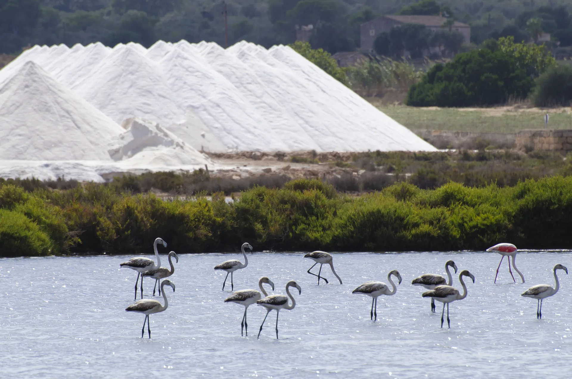 Flamencos en los humedales de Ses Salines cerca de Colonia de Sant Jordi